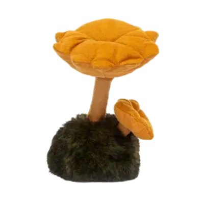 Wild Nature Chanterelle Mushroom (Medium)