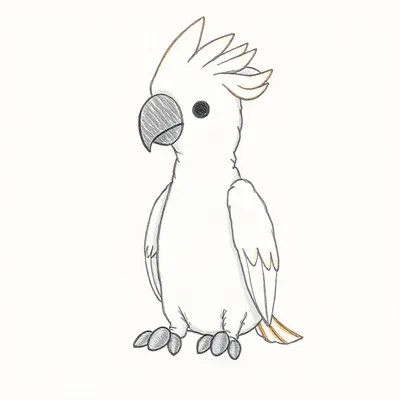Bashful Cockatoo